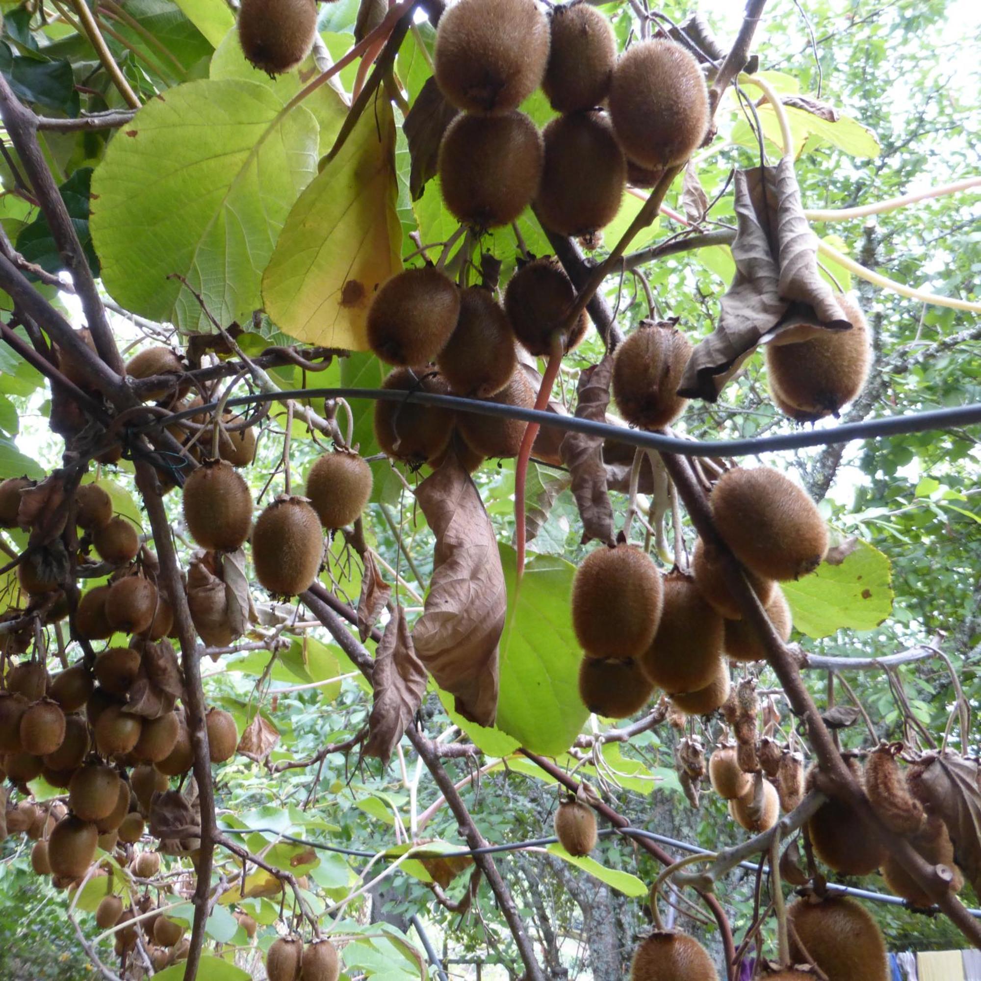 Le Bourmier Anlhiac Near Excideuil Villa Exteriör bild
